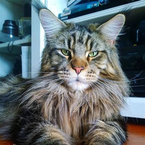 The following maine coon characteristics help to explain why the world has gone crazy for. Pin on HOLLYCOON's Maine Coon