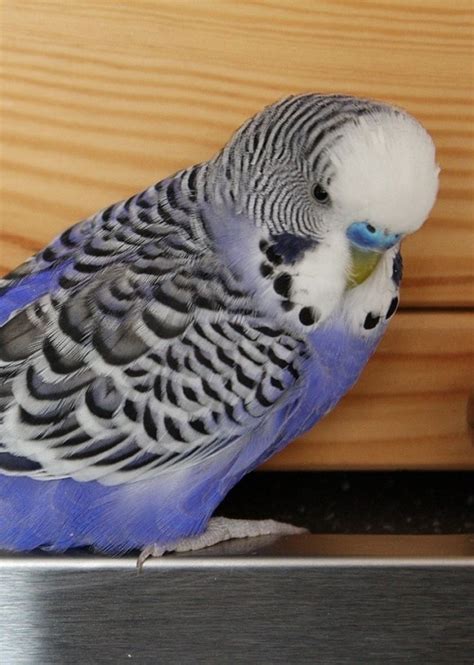English Budgie Origins Differences And More Psittacology