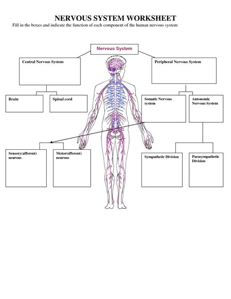 Diagram of the human nervous system (infographic). Nervous System Worksheets For Kids
