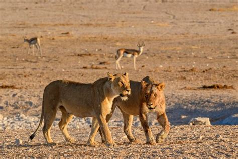 Reisen Nach Angola Entdecken Sie Angola Mit Easyvoyage