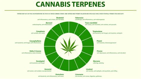 Terpenes The Essential Oil Of Cannabis Determine Flavor And Aroma Of