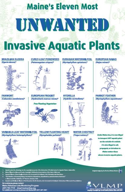 Invasive Plants Forest Lake Maine