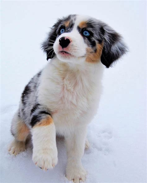 With their beautiful blue sparkling eyes and stunning features these mini australian shepherd babies will snatch your heart without a problem! Mini Aussies Of Ohio - The best Aussie Puppies