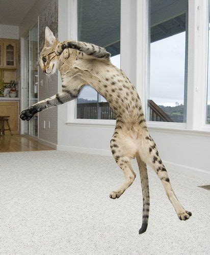 Savannah Cat Jumping Best Cat Wallpaper