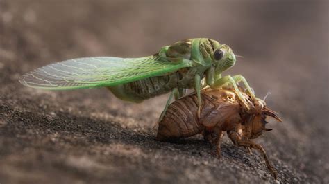 Cicada Larvae