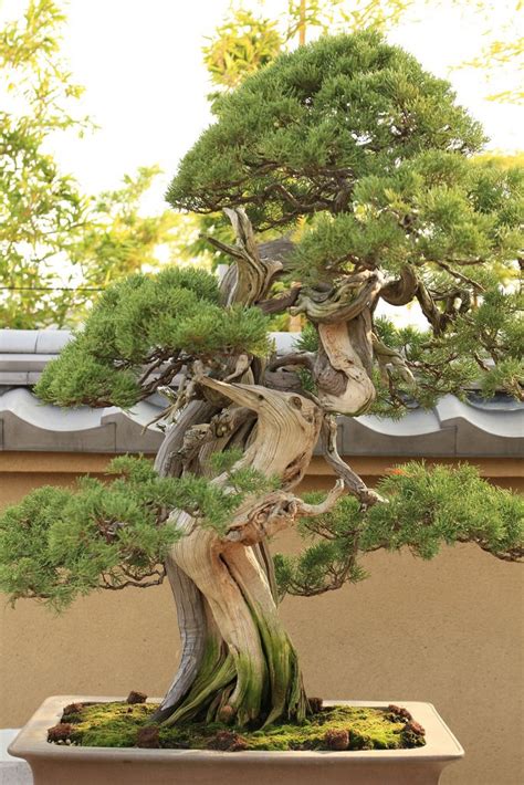 Dwarf japanese garden juniper will grow to be about 12 inches tall at maturity, with a spread of 5 feet. 真柏 Shimpaku (Japanese Juniper) - 盆栽美術館 - bonsai museum ...