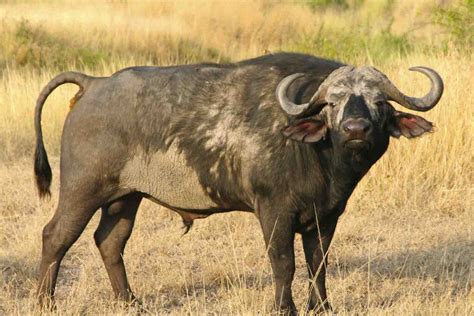 African Buffalo Animal Pictures