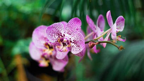 La Orquídea Flor Nacional De Colombia 7 Especies Únicas