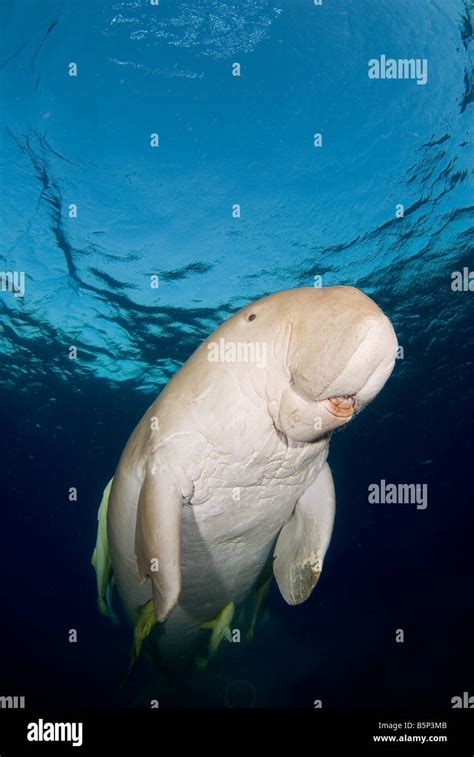 Dugong Sea Cow Swimming Up To The Surface To Breathe Gnathanodon Speciosus Egypt Red Sea Indian