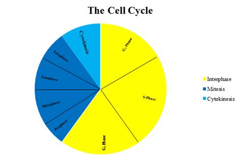 Cell Cycle Wyzant Resources