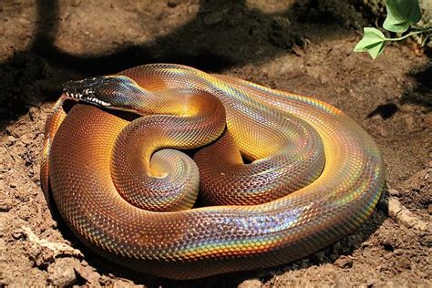 Leiopython Albertisii White Lips Pretty Snakes Python