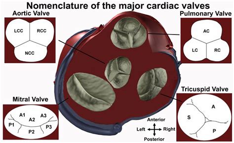 Aortic Valve Cusps On Echo University Of Minnesota Cardiac Anatomy Cardiac Medical Ultrasound