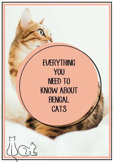 Everything You Need To Know About Bengal Cats All The Cat Advice You