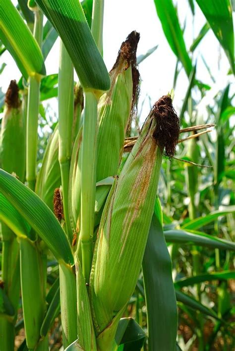 How To Grow Plant And Harvest Your Own Delicious Sweetcorn Vegetable