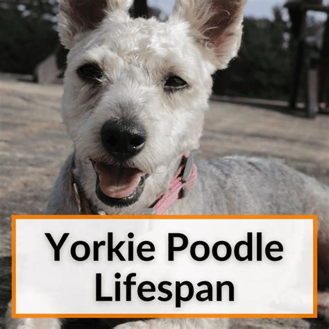 Yorkie Poodle Lifespan Helping Your Yorkie Poo Live Longer