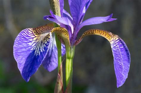 Iris Flower Plant Kompaser