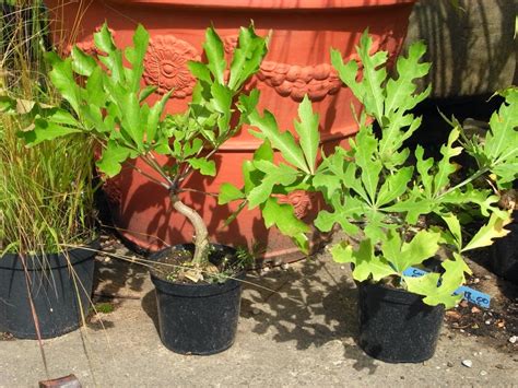 Gardening In Africa Kiepersol Cabbage Tree Cussonia Paniculata