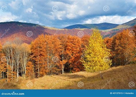 Beautiful Autumn Forest Stock Image Image Of Fall Autumn 43137015