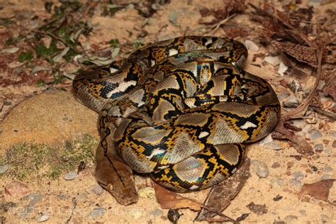 Untuk mengetahui lebih detail tentang fakta ular mamba hitam, yuk! 10 Spesies Ular Terunik di Dunia, dari Terbesar Hingga ...