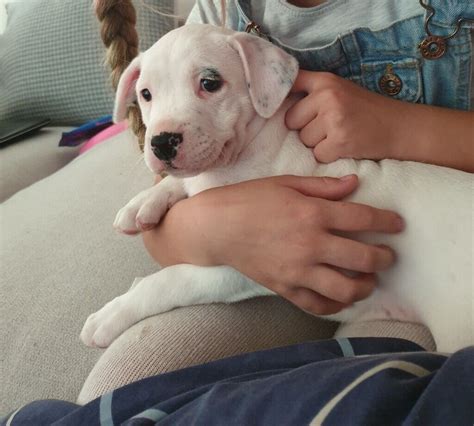 White Staffordshire Bull Terrier Puppies For Sale In Colchester