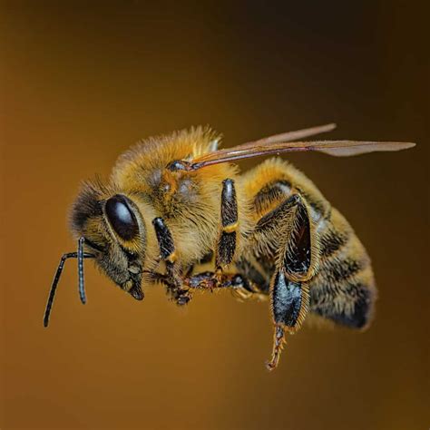 Bumblebee Vs Honeybee Honeybee And Co