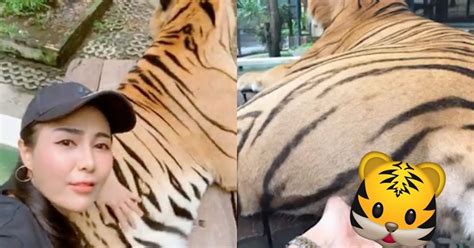 Thai Tourist Grabs Tiger By Genitals For Photos At Chiang Mai Zoo