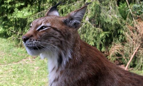 Eurasian Lynx The Animal Facts Appearance Diet Habitat Behavior