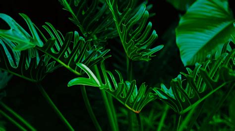 Download Wallpaper 3840x2160 Plant Leaves Green Exotic