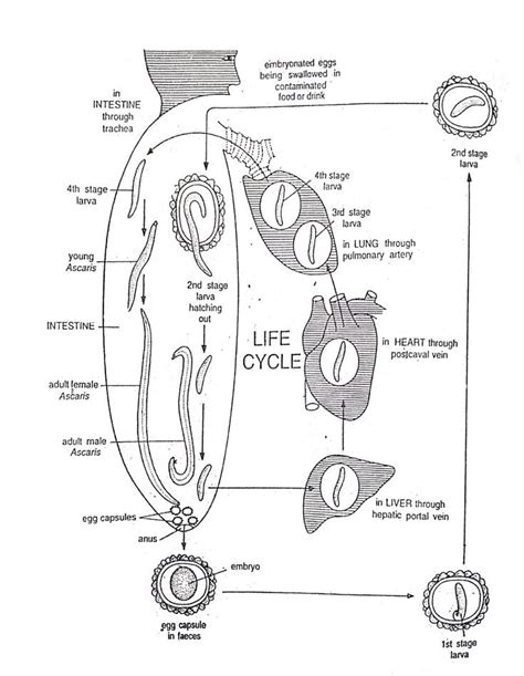 Life Cycle Of Ascaris Lumbricoides Diagram In Life Cycles The Best Porn Website