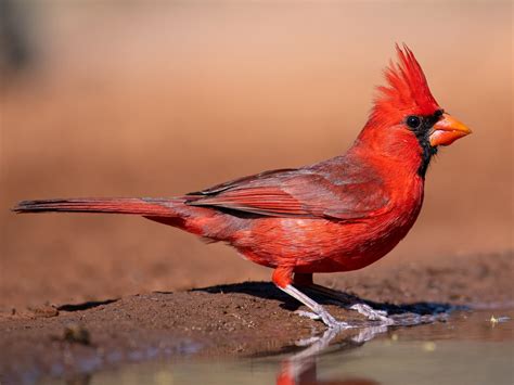 Northern Cardinal Celebrate Urban Birds