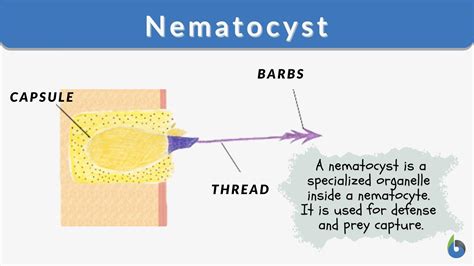 Nematocyst Definition And Examples Biology Online Dictionary