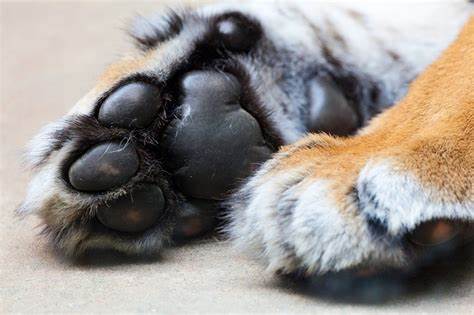 tiger, paw, animal, claw, fur, cat, wildlife, foot