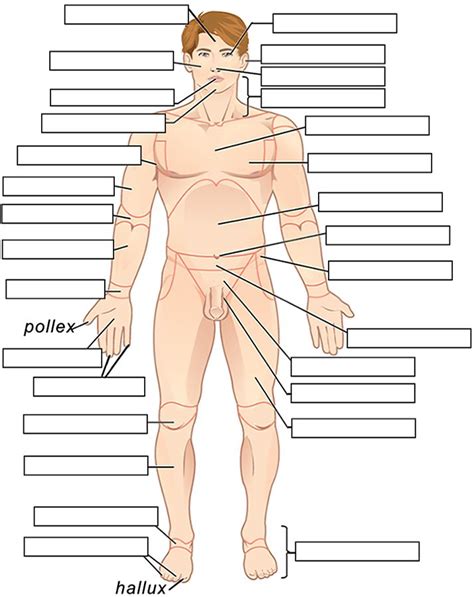 Movement is a medicine for creating change in a person's physical, emotional, and mental states. Label the body regions from description in the text ...