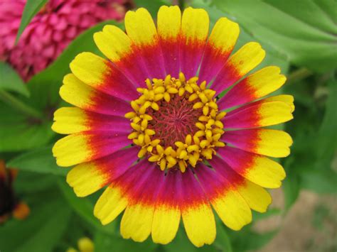 Filebeautiful Zinnia Cropped Big2