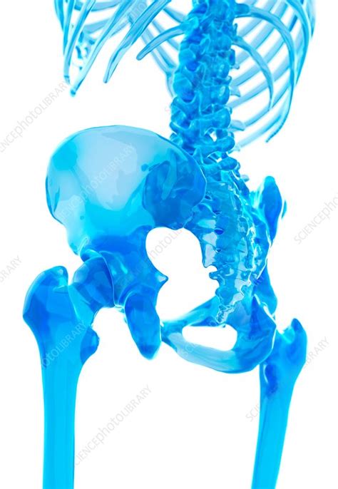Human Hip Bones Stock Image F0162756 Science Photo Library