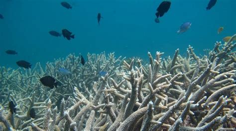 Great Barrier Reef Building Coral Under Threat From Poisonous Seaweed