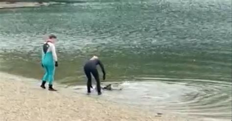 Blue Shark Spotted In Cornwalls River Fal Cornwall Live
