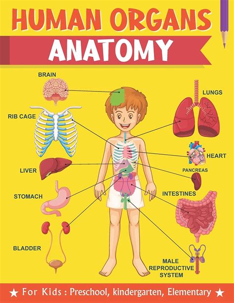 Buy Human Organs Anatomy For Kids Preschool Kindergarten Elementary
