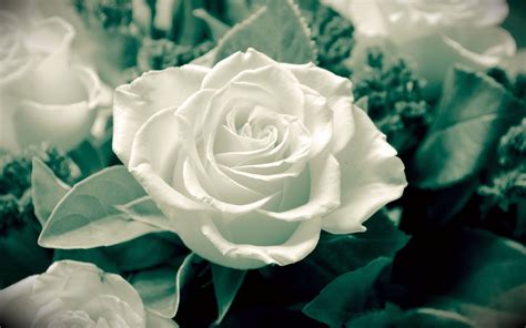 White Rose Wallpaper 06 1920x1200