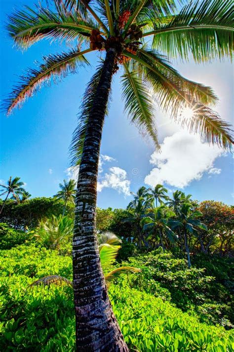Big Palm Tree In The Sun At Maui Stock Image Image Of Saturated