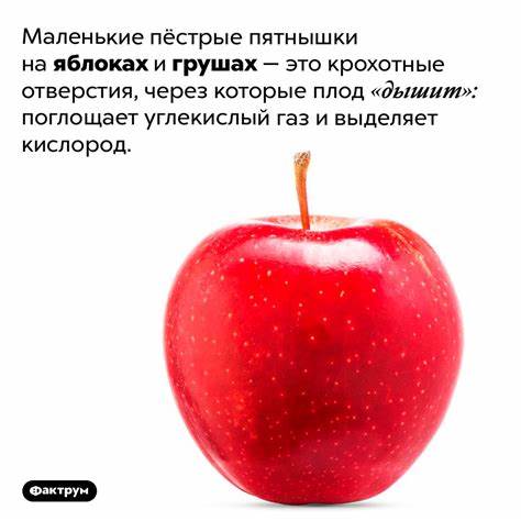 Диета на яблоках и моркови
