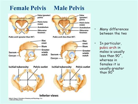 Here Are The Differences Between Male And Female Pelvic Girls Due To The Fact That Females