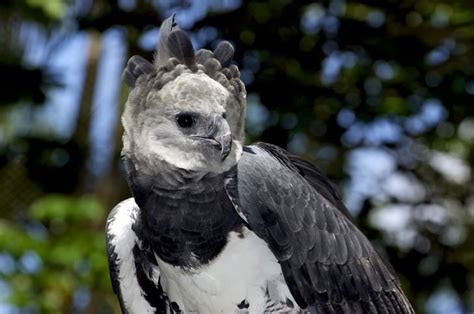 Facts And Photos Of The Harpy Eagle