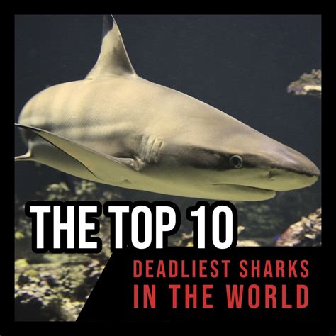 The Top 10 Deadliest Sharks In The World Owlcation