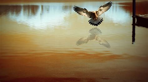 Wallpaper Sunlight Birds Sunset Abstract Reflection Photography