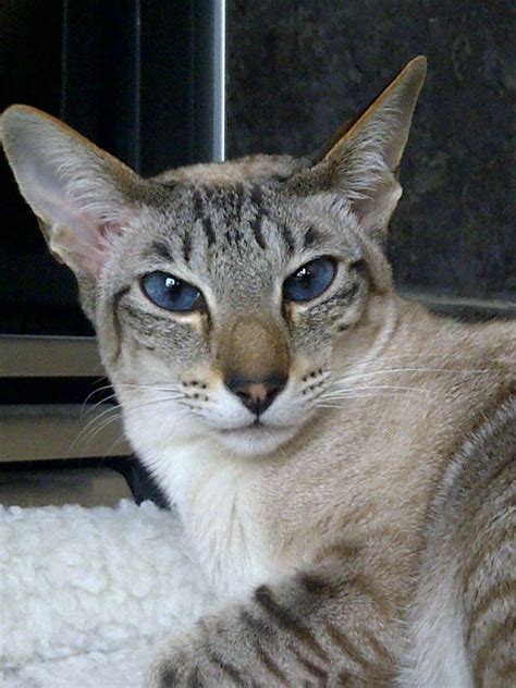 22.04.2020 · lynx point siamese personality. 228 best LOVE Lynx Point Siamese! images on Pinterest ...