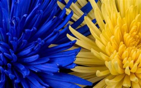 Many random falling yellow stars confetti on blue background. Download wallpaper 3840x2400 flowers, blue, yellow, petals ...