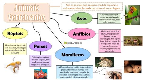 Atividades Sobre Animais Mamíferos Aves Répteis Anfíbios E Peixes