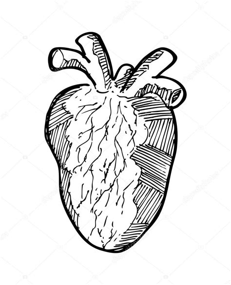 Sketchy Human Heart Stock Vector Image By ©mhatzapa 38215995