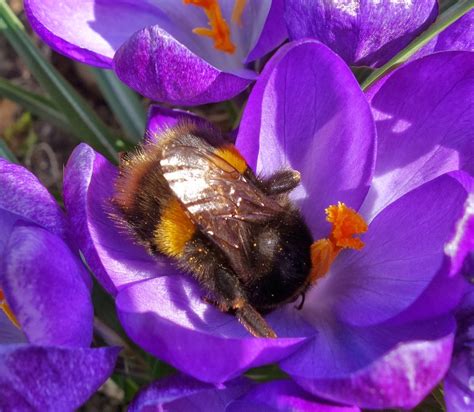 Mar 02, 2021 · forsythia: Urban Pollinators: Early spring flowers for pollinators